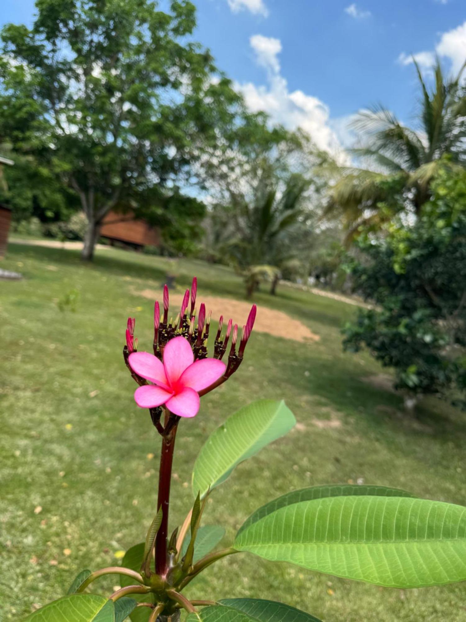 Yumas Riverfront Lodge San Ignacio Eksteriør bilde